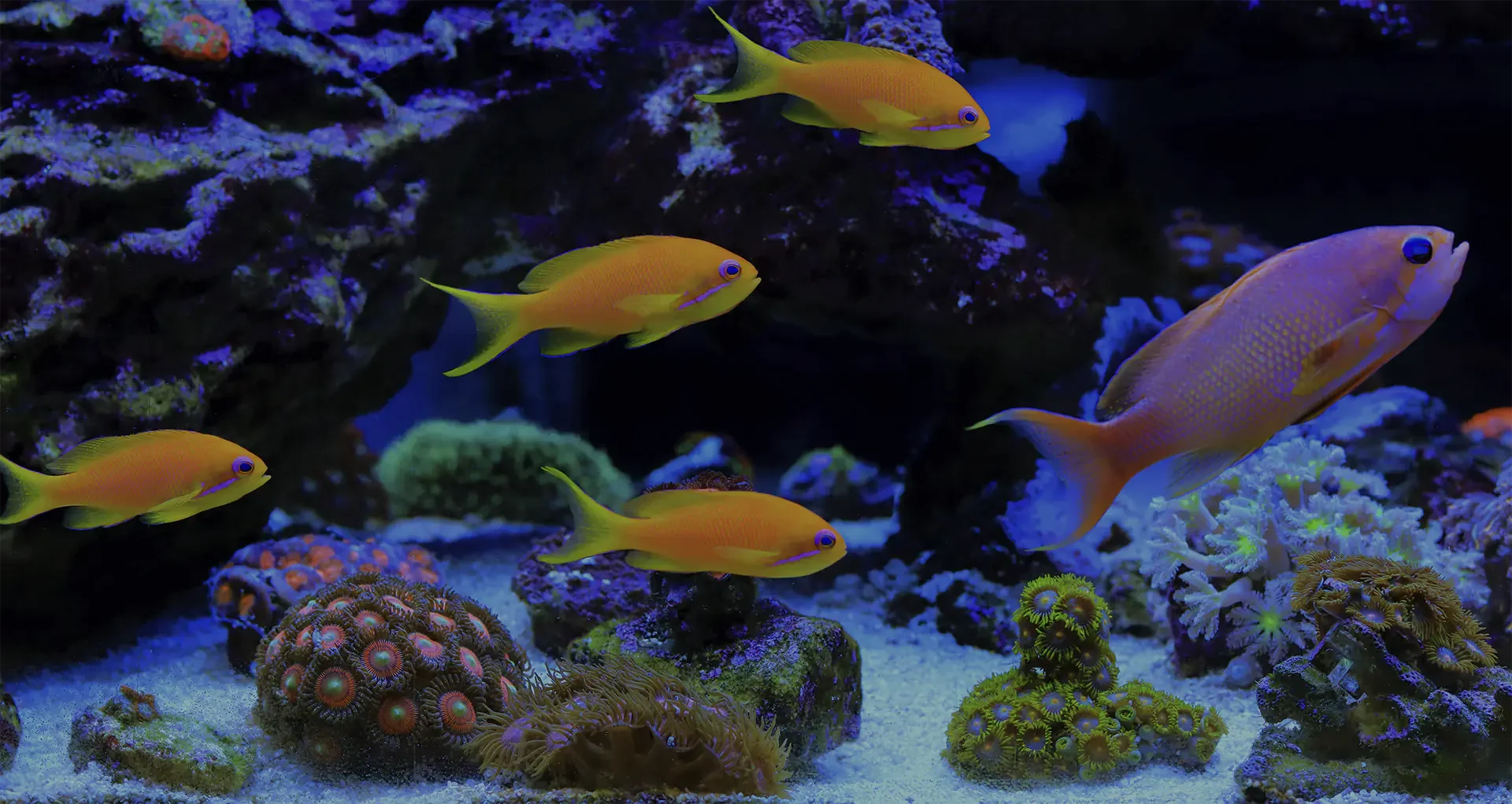 Interior de acuario con peces de colores