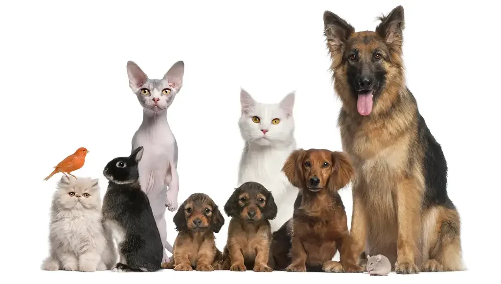 Grupo de mascotas posando