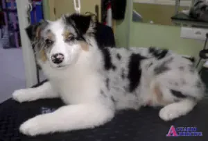 Perro sobre mesa de peluquería de mascotas