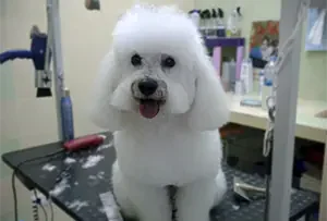 Perrito después de corte de pelo