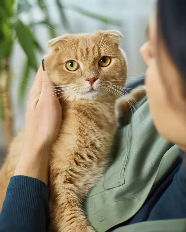 Peluquería para gatos de Acuario Arrecife
